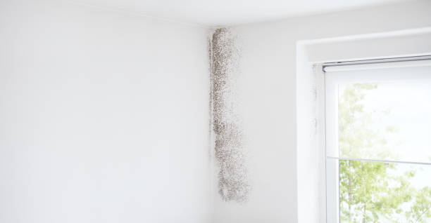 Reliable Virginia Beach, VA Mold Removal Solutions