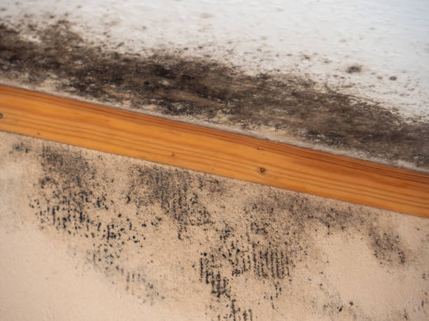 Mold Documentation for Insurance Claims in Virginia Beach, VA