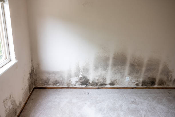 Best Mold Documentation for Insurance Claims  in Virginia Beach, VA