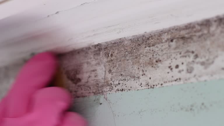 Best Environmental Consulting for Mold Prevention  in Virginia Beach, VA